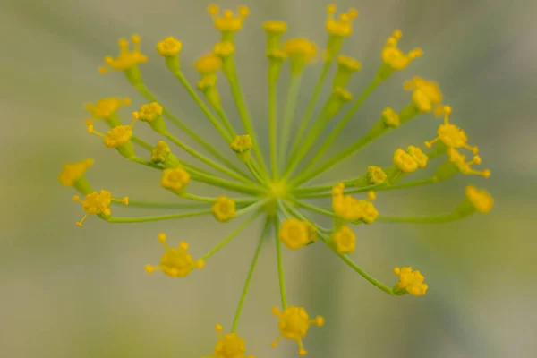 Koperek Żółtym Kolorze Szklarnia Żółtymi Kwiatami Przyprawy Koperkowe Dla Jedzenia — Zdjęcie stockowe