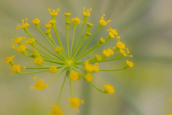 Koperek Żółtym Kolorze Szklarnia Żółtymi Kwiatami Przyprawy Koperkowe Dla Jedzenia — Zdjęcie stockowe