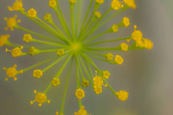 Dill Blomma Gul Färg Växthusväxt Med Gula Blommor Dillkrydda Till — Stockfoto