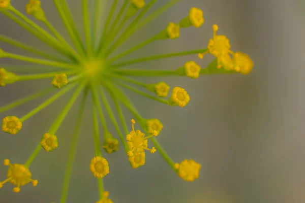 Flor Eneldo Color Amarillo Planta Invernadero Con Flores Amarillas Condimento — Foto de Stock