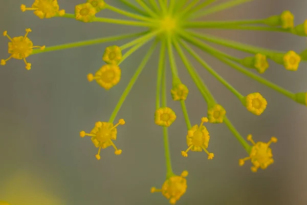 Dillblüte Gelber Farbe Gewächshauspflanze Mit Gelben Blüten Dill Würze Für — Stockfoto