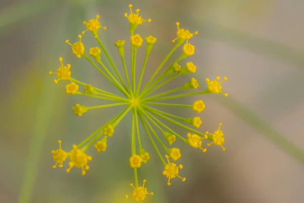 黄色でディル花を咲かせます 黄色の花を持つ温室植物 食料のためのディル調味料 柔らかい選択的フォーカス — ストック写真