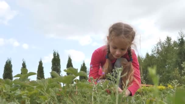 Ein Kleines Mädchen Pflückt Mit Den Händen Erdbeeren Und Legt — Stockvideo