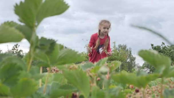 Mała Dziewczynka Zbiera Truskawki Rękami Wkłada Usta Dziecko Ekologicznie Czyste — Wideo stockowe