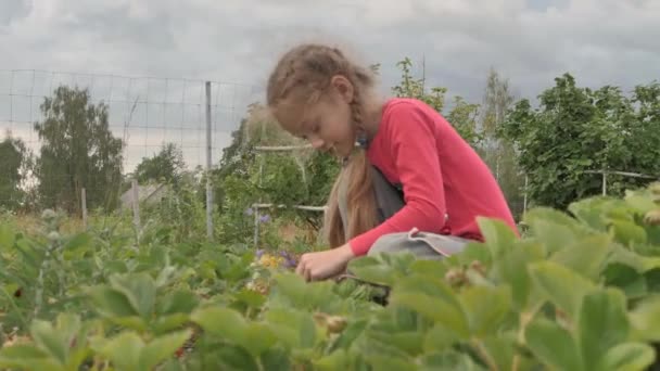 Mała Dziewczynka Zbiera Truskawki Rękami Wkłada Usta Dziecko Ekologicznie Czyste — Wideo stockowe