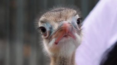 Küçük Nandu insanların elinde. Bebek Nandu kameraya bakıyor. Genç bir rhea kuşuna yaklaş