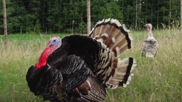 Red Headed Turkey Large Poultry Grazing Meadow Large Green Grass — Stock Video