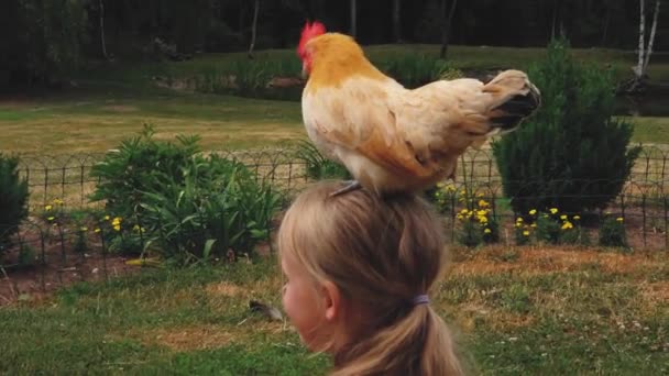 Chicken Sits Head Young Girl Funny Video Chicken Little Girl — Stock Video