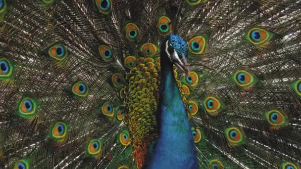 大人の青い孔雀の頭の閉鎖 緑の草の上に青い孔雀が尾をなびかせている 孔雀は美しい羽を振り ゆっくりと回転し 自然な求愛儀式 — ストック動画