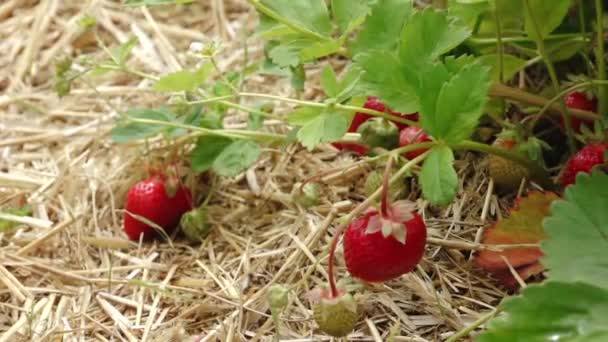 Strawberry Field Straw Mat Green Strawberry Field Beautiful Red Strawberries — Stock Video