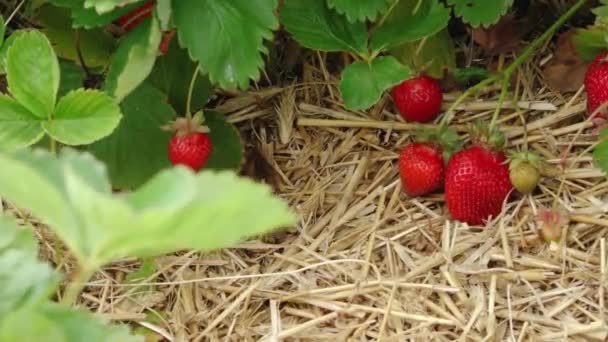 Erdbeerfeld Strohmatte Grünes Erdbeerfeld Mit Schönen Roten Erdbeeren Erdbeerplantage Einem — Stockvideo