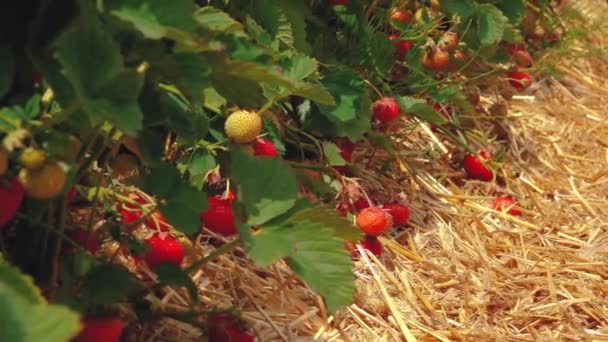 Erdbeerfeld Strohmatte Grünes Erdbeerfeld Mit Schönen Roten Erdbeeren Erdbeerplantage Einem — Stockvideo