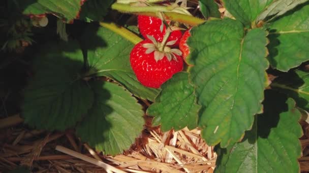 草莓田稻草垫 绿色草莓地 红色草莓美丽 阳光灿烂的日子里 草莓种植园 有草莓的田里阳光明媚的日子里 自家的草莓种植园 — 图库视频影像