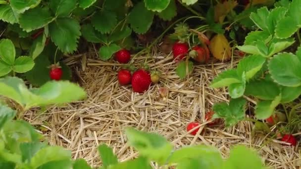 イチゴ畑わらマット 美しい赤いイチゴと緑のイチゴ畑 晴れた日にイチゴのプランテーション イチゴ畑だ 晴れた日に家のイチゴ農園 — ストック動画