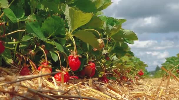 Στρώμα Από Άχυρο Φράουλα Πράσινο Χωράφι Φράουλα Όμορφες Κόκκινες Φράουλες — Αρχείο Βίντεο