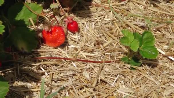 Στρώμα Από Άχυρο Φράουλα Πράσινο Χωράφι Φράουλα Όμορφες Κόκκινες Φράουλες — Αρχείο Βίντεο
