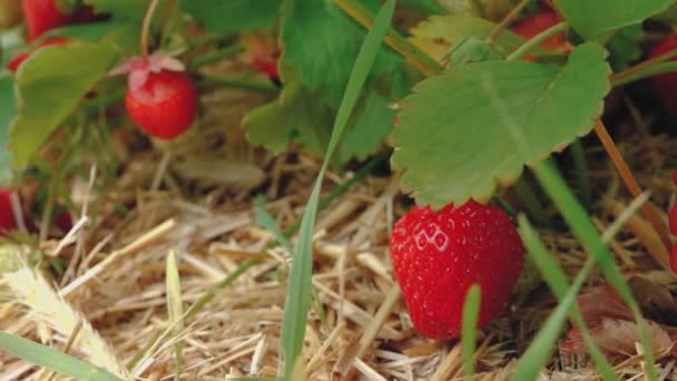 Strawberry Lapangan Tikar Jerami Hijau Strawberry Lapangan Dengan Stroberi Merah — Stok Video