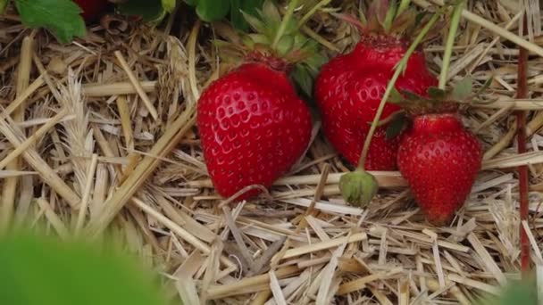 草莓田稻草垫 绿色草莓地 红色草莓美丽 阳光灿烂的日子里 草莓种植园 有草莓的田里阳光明媚的日子里 自家的草莓种植园 — 图库视频影像