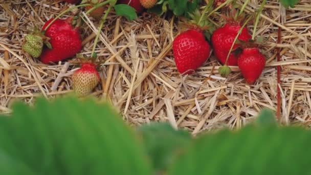 Strawberry Field Straw Mat Green Strawberry Field Beautiful Red Strawberries — Stock Video