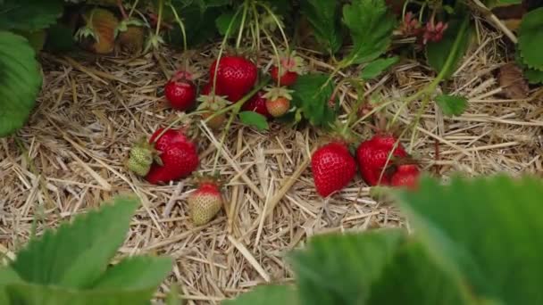 아름다운 딸기가 날에는 있습니다 농장에서 — 비디오