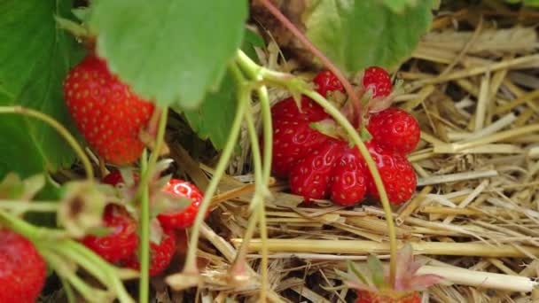 Aardbeienveld Stromat Groene Aardbeienveld Met Mooie Rode Aardbeien Aardbei Plantage — Stockvideo