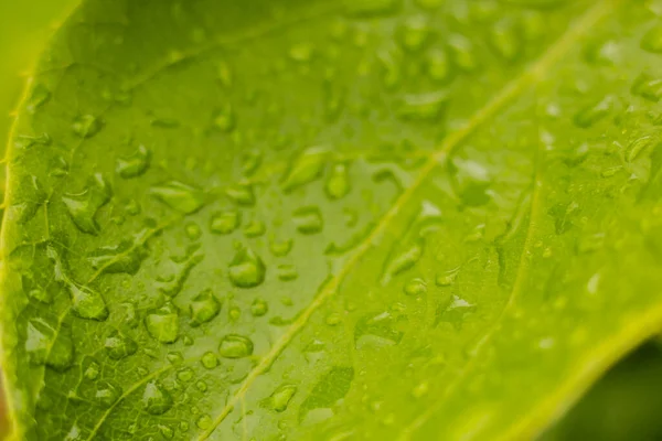 緑豊かな緑の葉を持つタバコのプランテーション 新鮮なタバコの葉のスーパーマクロ閉鎖 ソフト選択的フォーカス 写真のための人工的に作成された穀物 — ストック写真