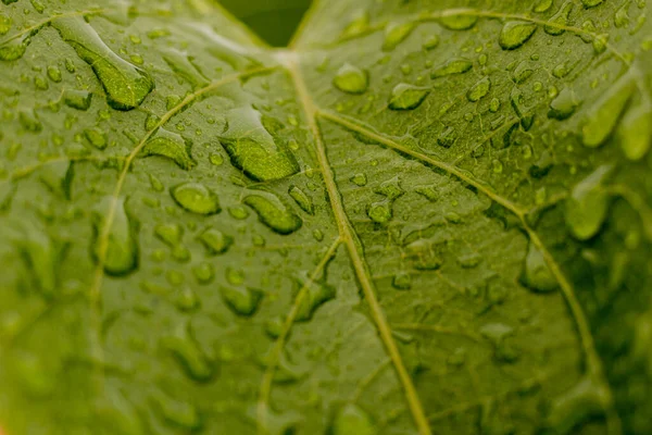 緑豊かな緑の葉を持つタバコのプランテーション 新鮮なタバコの葉のスーパーマクロ閉鎖 ソフト選択的フォーカス 写真のための人工的に作成された穀物 — ストック写真