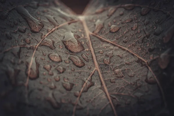 Табачная Плантация Пышными Зелеными Листьями Капельками Дождя Супер Макро Крупным — стоковое фото