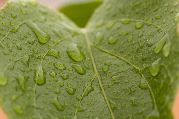 Табачная Плантация Пышными Зелеными Листьями Капельками Дождя Супер Макро Крупным — стоковое фото