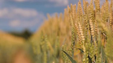 Arpa gün batımı güneş ışığıyla oynandı. Arpa tarlası gün batımında ya da gün doğumunda rüzgarda esiyor. Arpa tarlasında gün batımı. Kuraklığın ekolojik felaketi