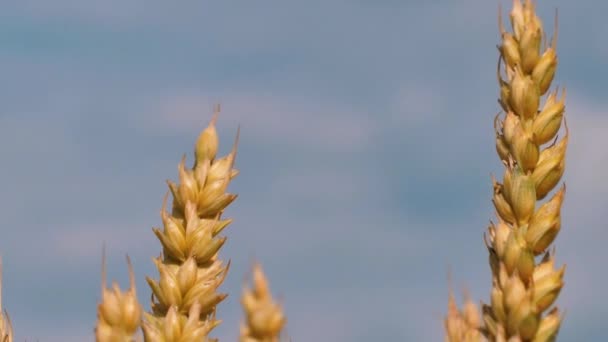 大麦夕阳西下 阳光灿烂 日落或日出时 大麦地在风中飘扬 太阳落在大麦田上 干旱的生态灾难 — 图库视频影像