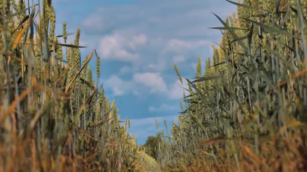 Tidsforfall Barley Solnedgang Lekte Med Sollys Byggfeltet Blåser Vinden Ved – stockvideo