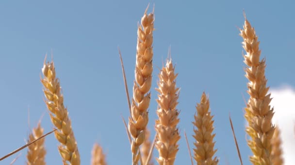大麦夕阳西下 阳光灿烂 日落或日出时 大麦地在风中飘扬 太阳落在大麦田上 干旱的生态灾难 — 图库视频影像