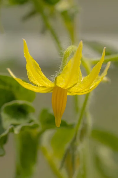 Flor Tomate Color Amarillo Planta Invernadero Con Flores Amarillas Una — Foto de Stock