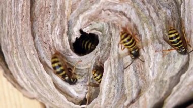 Avrupa eşekarısı (Vespula germanica) yeni bir koloni kurmak için bir yuva inşa ediyor. Bir evin tavan arasında eşek arısı yuvası. Siyah sarı bir eşekarısının detaylı görüntüsü.