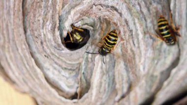 Avrupa eşekarısı (Vespula germanica) yeni bir koloni kurmak için bir yuva inşa ediyor. Bir evin tavan arasında eşek arısı yuvası. Siyah sarı bir eşekarısının detaylı görüntüsü.