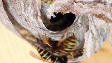 Avrupa eşekarısı (Vespula germanica) yeni bir koloni kurmak için bir yuva inşa ediyor. Bir evin tavan arasında eşek arısı yuvası. Siyah sarı bir eşekarısının detaylı görüntüsü.
