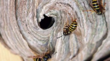 Avrupa eşekarısı (Vespula germanica) yeni bir koloni kurmak için bir yuva inşa ediyor. Bir evin tavan arasında eşek arısı yuvası. Siyah sarı bir eşekarısının detaylı görüntüsü.