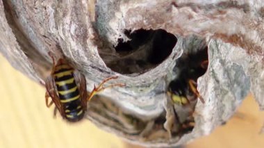 Avrupa eşekarısı (Vespula germanica) yeni bir koloni kurmak için bir yuva inşa ediyor. Bir evin tavan arasında eşek arısı yuvası. Siyah sarı bir eşekarısının detaylı görüntüsü.