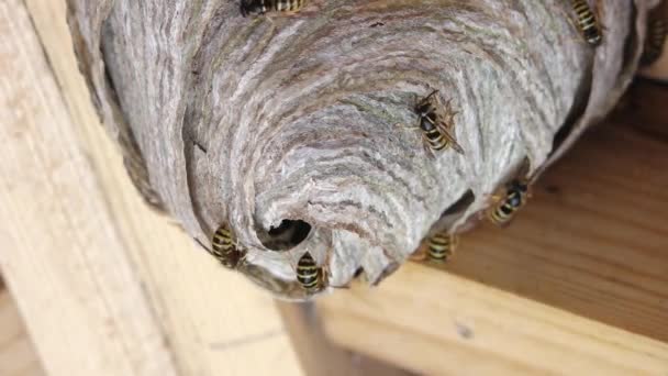 欧洲黄蜂 Vespula Germanica 筑巢开始新的殖民地 蜂窝房子阁楼上的蜂窝黑色黄蜂的详细镜头 — 图库视频影像