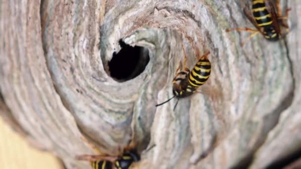 Die Europäische Wespe Vespula Germanica Baut Ein Nest Eine Neue — Stockvideo