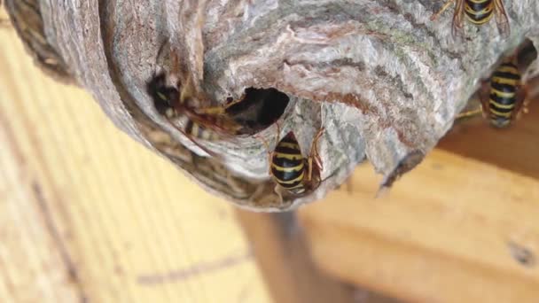 Die Europäische Wespe Vespula Germanica Baut Ein Nest Eine Neue — Stockvideo