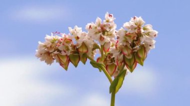 Karabuğday çiçekleri ve hazır karabuğday taneleri. Kahrolası karabuğday tarlası. Bitkisel hayatta çiçek açan karabuğday. Organik bitkilerle dolu bir alan. Eko tarım.