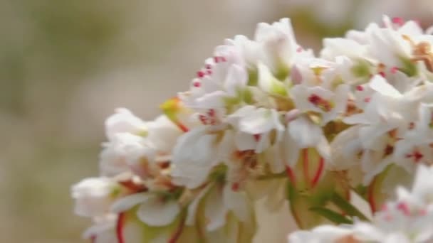 バックウィートの花は 準備ができているバックウィート穀物 ブルーミング バックショット フィールド バックウィート 植物期に咲く花と 有機植物とのフィールド エコ農業について — ストック動画