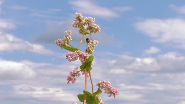 Квіти Гречки Готовими Зернами Гречки Цвіте Гречане Поле Гречка Квітучими — стокове відео