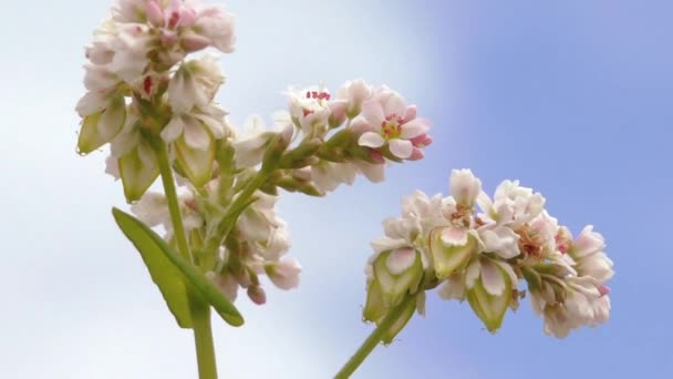バックウィートの花は 準備ができているバックウィート穀物 ブルーミング バックショット フィールド バックウィート 植物期に咲く花と 有機植物とのフィールド エコ農業について — ストック動画