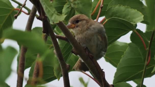 Vrabec Větvích Stromů Šedý Vrabec Mezi Zelenými Listy Pták Dívá — Stock video