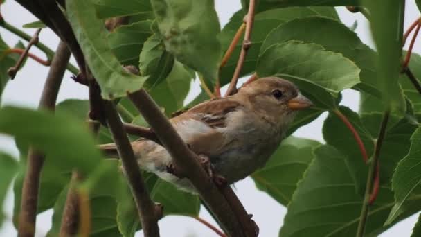 Vrabec Větvích Stromů Šedý Vrabec Mezi Zelenými Listy Pták Dívá — Stock video