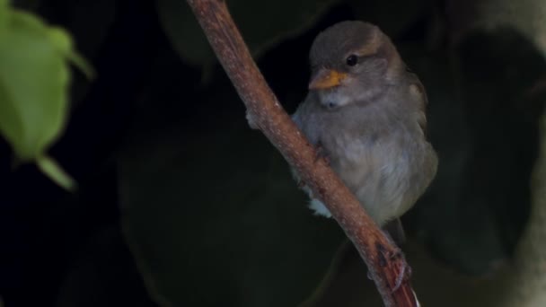 Gorrión Ramas Árbol Gorrión Gris Entre Hojas Verdes Pájaro Está — Vídeos de Stock