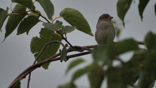 Gorrión Ramas Árbol Gorrión Gris Entre Hojas Verdes Pájaro Está — Vídeos de Stock